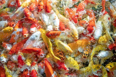 Birçok koi balığı havuzda yüzüyor.sığ odak etkisi.