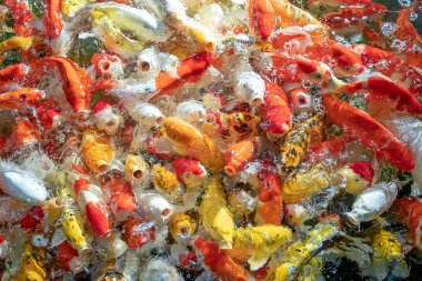 Birçok koi balığı havuzda yüzüyor.sığ odak etkisi.