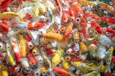 Birçok koi balığı havuzda yüzüyor.sığ odak etkisi.