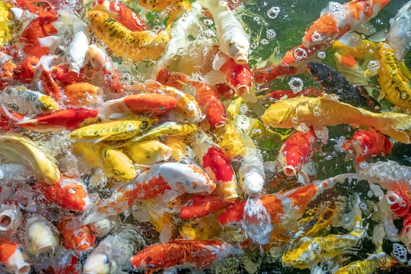 Banyak ikan koi berenang di efek fokus pond.shallow . — Stok Foto