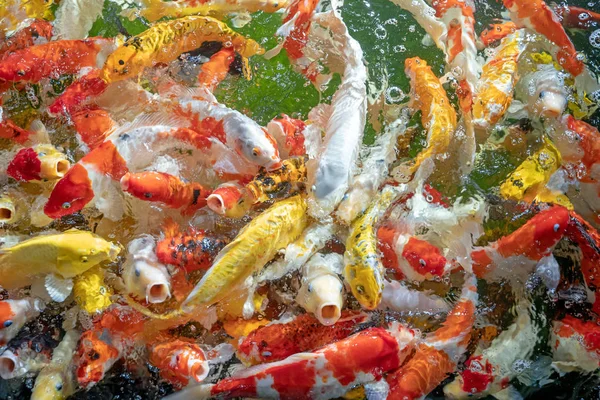 Banyak ikan koi berenang di efek fokus pond.shallow . — Stok Foto