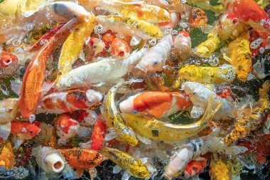 Birçok koi balığı havuzda yüzüyor.sığ odak etkisi.