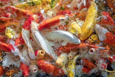 Birçok koi balığı havuzda yüzüyor.sığ odak etkisi.