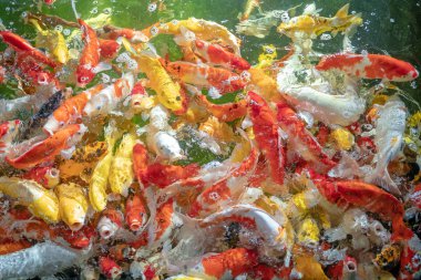 Birçok koi balığı havuzda yüzüyor.sığ odak etkisi.