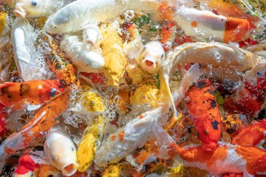 Birçok koi balığı havuzda yüzüyor.sığ odak etkisi.