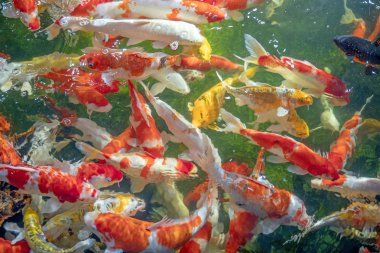 Birçok koi balığı havuzda yüzüyor.sığ odak etkisi.