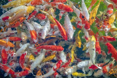 Birçok koi balığı havuzda yüzüyor.sığ odak etkisi.