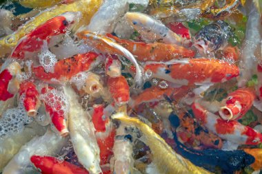 Birçok koi balığı havuzda yüzüyor.sığ odak etkisi.