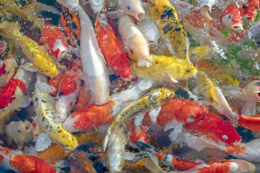 Birçok koi balığı havuzda yüzüyor.sığ odak etkisi.