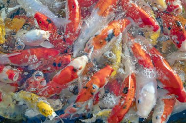 Birçok koi balığı havuzda yüzüyor.sığ odak etkisi.