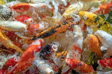 Birçok koi balığı havuzda yüzüyor.sığ odak etkisi.