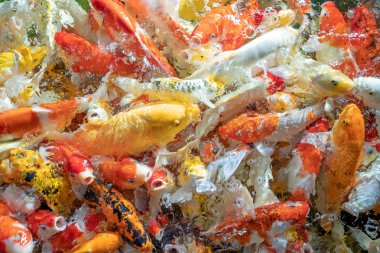 Birçok koi balığı havuzda yüzüyor.sığ odak etkisi.