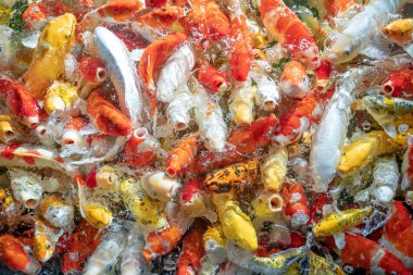 Birçok koi balığı havuzda yüzüyor.sığ odak etkisi.