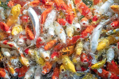 Birçok koi balığı havuzda yüzüyor.sığ odak etkisi.