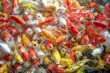 Birçok koi balığı havuzda yüzüyor.sığ odak etkisi.