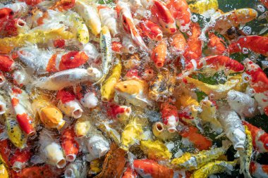 Birçok koi balığı havuzda yüzüyor.sığ odak etkisi.