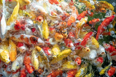 Birçok koi balığı havuzda yüzüyor.sığ odak etkisi.