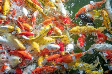 Birçok koi balığı havuzda yüzüyor.sığ odak etkisi.