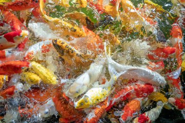 Birçok koi balığı havuzda yüzüyor.sığ odak etkisi.