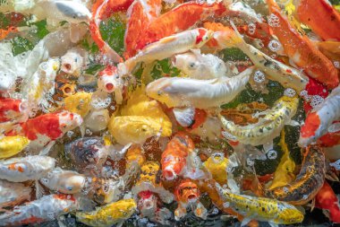 Birçok koi balığı havuzda yüzüyor.sığ odak etkisi.