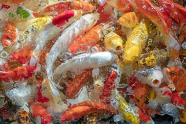 Birçok koi balığı havuzda yüzüyor.sığ odak etkisi.