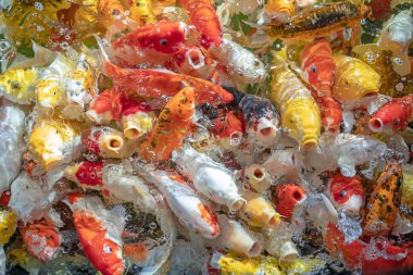 Birçok koi balığı havuzda yüzüyor.sığ odak etkisi.