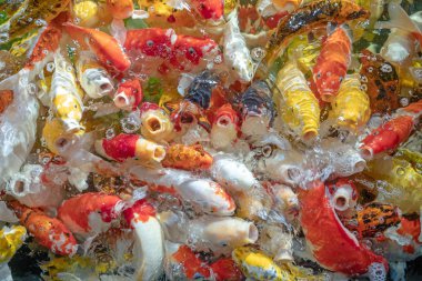 Birçok koi balığı havuzda yüzüyor.sığ odak etkisi.