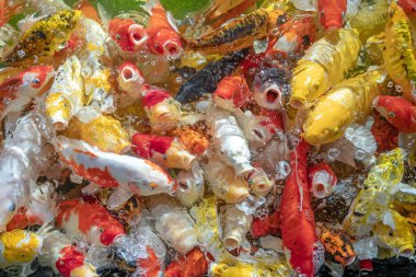 Birçok koi balığı havuzda yüzüyor.sığ odak etkisi.