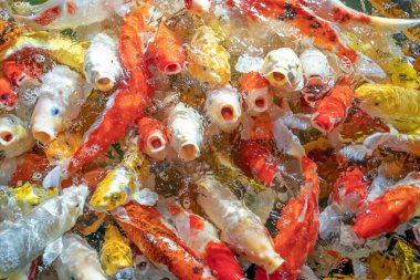 Birçok koi balığı havuzda yüzüyor.sığ odak etkisi.