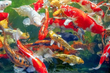 Birçok koi balığı havuzda yüzüyor.sığ odak etkisi.