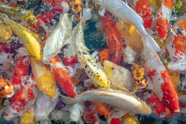 Birçok koi balığı havuzda yüzüyor.sığ odak etkisi.