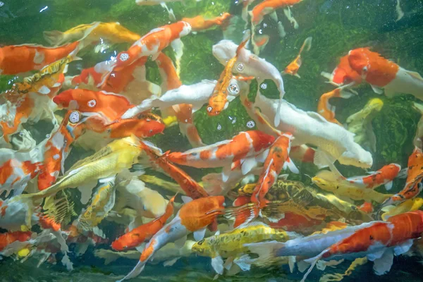 Многие рыбы кои плавают в пруду с эффектом низкой фокусировки . — стоковое фото