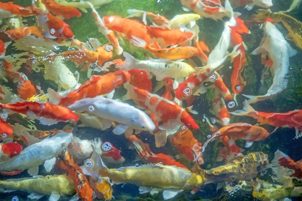 Muchos peces koi nadan en el estanque. Efecto de enfoque superficial . — Foto de Stock