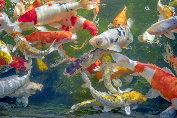 Muitos peixes koi nadam na lagoa.efeito foco raso . — Fotografia de Stock