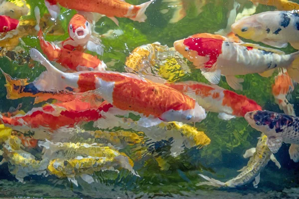 Viele Koi-Fische schwimmen im Teich.. — Stockfoto