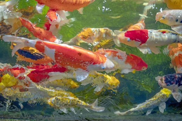 Beaucoup de poissons koï nagent dans l'étang.effet de mise au point peu profonde . — Photo