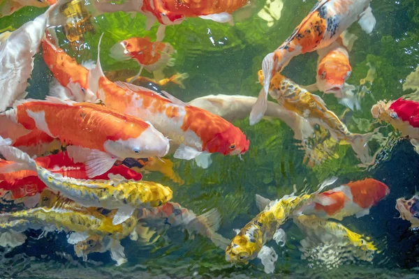 Muchos peces koi nadan en el estanque. Efecto de enfoque superficial . — Foto de Stock