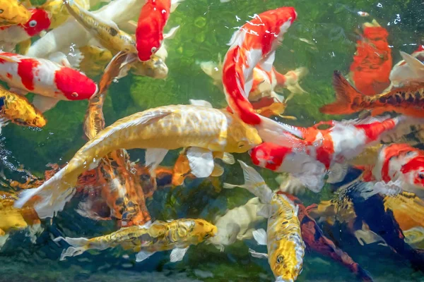 Beaucoup de poissons koï nagent dans l'étang.effet de mise au point peu profonde . — Photo