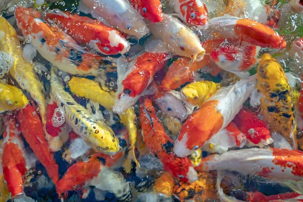 Sok Koi hal úszni a tóban. sekély fókusz hatása. — Stock Fotó