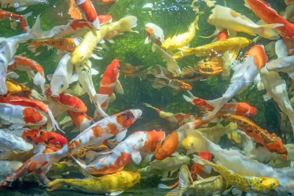 Many koi fish swim in the pond.shallow focus effect. — Stock Photo, Image