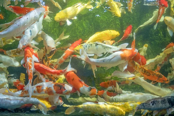 多くの鯉の魚が池で泳ぐ。. — ストック写真