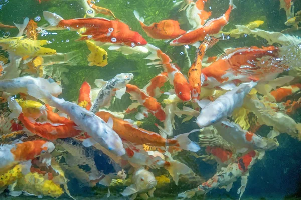 Багато риб кої плавають у ставку. неглибокий ефект фокусування . — стокове фото