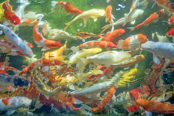 Many koi fish swim in the pond.shallow focus effect. — Stock Photo, Image