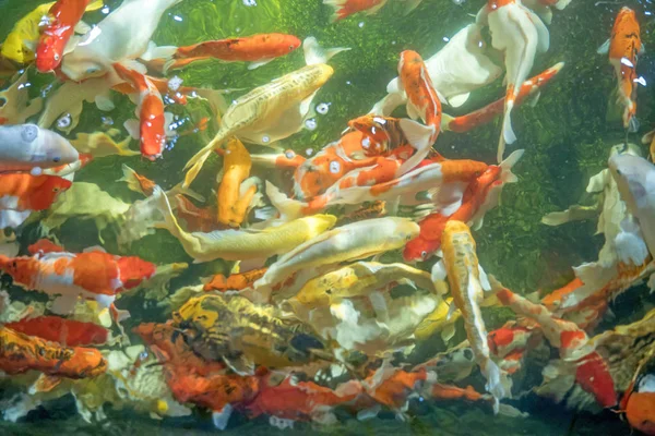 Many koi fish swim in the pond.shallow focus effect. — Stock Photo, Image