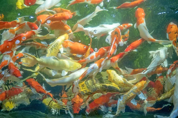 Many koi fish swim in the pond.shallow focus effect. — Stock Photo, Image