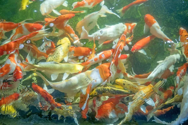 Many koi fish swim in the pond.shallow focus effect. — Stock Photo, Image