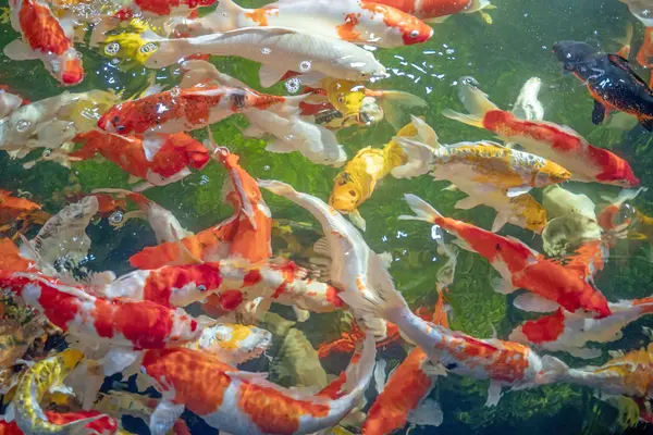 Muchos peces koi nadan en el estanque. Efecto de enfoque superficial . — Foto de Stock