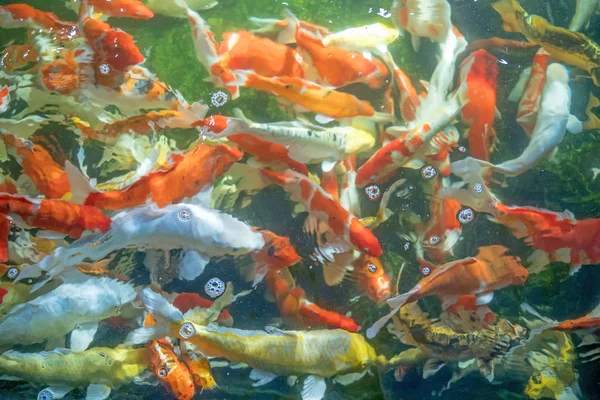 Many koi fish swim in the pond.shallow focus effect. — Stock Photo, Image