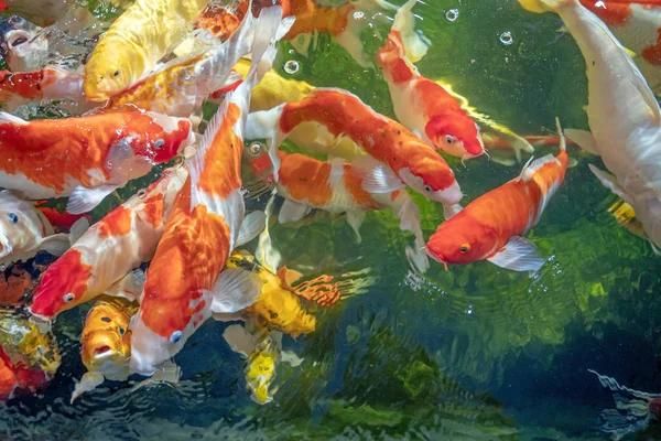 Muchos peces koi nadan en el estanque. Efecto de enfoque superficial . — Foto de Stock