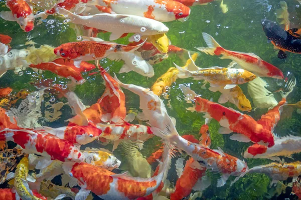 Muchos peces koi nadan en el estanque. Efecto de enfoque superficial . — Foto de Stock